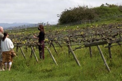 Visitors walking through the vineyard at Bodegas Monje
