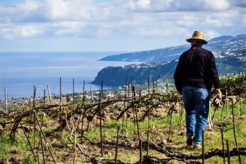 A vineyard worker walking through the vines above the coast at Finca Marañuela